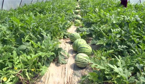 西安爆料大瓜最新消息,最新劲爆事件揭秘