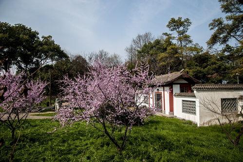 武汉梅园最新爆料,探寻古韵新颜的园林魅力